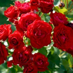 'Nina Weibull' Rosa X 'Nina Weibull' (Buketrose) A-Kvalitet,- Barrods Roser Min. 3 Grene -Tilbud Lys Haven Butik p309 51637 rosa x nina weibull buketrose 597b