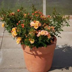 'Linnaeus'™ Rosa X 'Linnaeus'™ (Bunddækkerose) A-Kvalitet,- Barrods Roser Min. 3 Grene -Tilbud Lys Haven Butik p31002 52081 rosa x linnaeus bunddaekkerose f96e