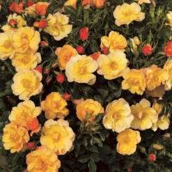 'Linnaeus'™ Rosa X 'Linnaeus'™ (Bunddækkerose) A-Kvalitet,- Barrods Roser Min. 3 Grene -Tilbud Lys Haven Butik p31002 52082 rosa x linnaeus bunddaekkerose fa0e