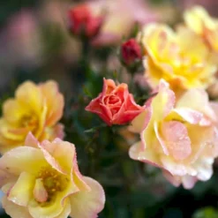 'Linnaeus'™ Rosa X 'Linnaeus'™ (Bunddækkerose) A-Kvalitet,- Barrods Roser Min. 3 Grene -Tilbud Lys Haven Butik p31002 52083 rosa x linnaeus bunddaekkerose 45b0