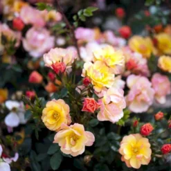 'Linnaeus'™ Rosa X 'Linnaeus'™ (Bunddækkerose) A-Kvalitet,- Barrods Roser Min. 3 Grene -Tilbud Lys Haven Butik p31002 52084 rosa x linnaeus bunddaekkerose a28a