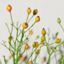 'Linnaeus'™ Rosa X 'Linnaeus'™ (Bunddækkerose) A-Kvalitet,- Barrods Roser Min. 3 Grene -Tilbud Lys Haven Butik p31002 52087 rosa x linnaeus bunddaekkerose 8ed5