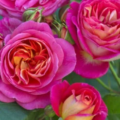 'Midsummer'® Rosa X 'Midsummer'® (Buketrose) A-Kvalitet,- Barrods Roser Min. 3 Grene