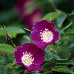 'Lina' Rosa Pendulina 'Lina' (Buskrose) A-Kvalitet,- Barrods Roser Min. 3 Grene