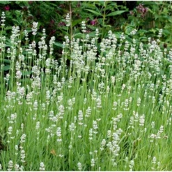 Lavendel 'Edelweiss' Lavandula Angustifolia 'Edelweiss' 10 Cm. Potte