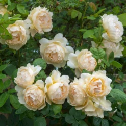 'Wollerton Old Hall'™ Rosa X 'Wollerton Old Hall'™ (Engelsk Rose) A-Kvalitet,- Barrods Roser Min. 3 Grene -Tilbud Lys Haven Butik p31130 53250 rosa x wollerton old hall engelsk rose c722