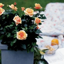 'Olympic™ Palace'® Rosa X 'Olympic™ Palace'® (Palacerose) A-Kvalitet,- Barrods Roser Min. 3 Grene -Tilbud Lys Haven Butik p311 51907 rosa x olympic palace palacerose 0a01