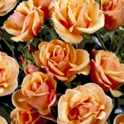 'Olympic™ Palace'® Rosa X 'Olympic™ Palace'® (Palacerose) A-Kvalitet,- Barrods Roser Min. 3 Grene -Tilbud Lys Haven Butik p311 51908 rosa x olympic palace palacerose 077d