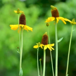 Stor Solhat Rudbeckia Maxima 1 Liter Potte -Tilbud Lys Haven Butik p31219 46493 rudbeckia maxima 5418