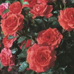 'Orange Juwel'® Rosa X 'Orange Juwel'® (Miniaturerose) A-Kvalitet,- Barrods Roser Min. 3 Grene -Tilbud Lys Haven Butik p312 53618 rosa x orange juwel miniaturerose 8cf3