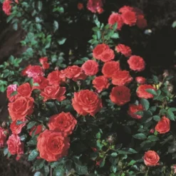 'Orange Juwel'® Rosa X 'Orange Juwel'® (Miniaturerose) A-Kvalitet,- Barrods Roser Min. 3 Grene -Tilbud Lys Haven Butik p312 53619 rosa x orange juwel miniaturerose 50c0