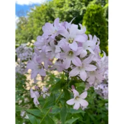 Mælkeklokke 'Loddon Anna' Campanula Lactiflora 'Loddon Anna' 1 Liter Potte -Tilbud Lys Haven Butik p3144 41068 campanula lactiflora loddon anna bf9b