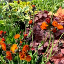 Pomeranshøgeurt Hieracium Aurantiacum 1 Liter Potte -Tilbud Lys Haven Butik p3149 39702 hieracium aurantiacum 9546