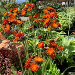 Pomeranshøgeurt Hieracium Aurantiacum 1 Liter Potte -Tilbud Lys Haven Butik p3149 48908 hieracium aurantiacum c151