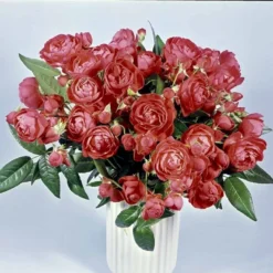 'Orange Morsdag' Rosa X 'Orange Morsdag' (Miniaturerose) A-Kvalitet,- Barrods Roser Min. 3 Grene -Tilbud Lys Haven Butik p314 51645 rosa x orange morsdag miniaturerose f776