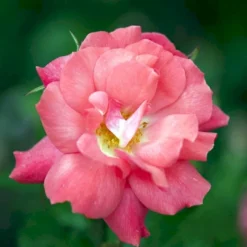 'Pernille Poulsen' Rosa X 'Pernille Poulsen' (Buketrose) A-Kvalitet,- Barrods Roser Min. 3 Grene