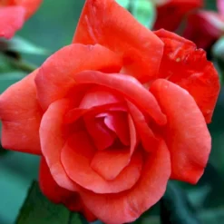 'Piccolo'® Rosa X 'Piccolo'® (Miniaturerose) A-Kvalitet,- Barrods Roser Min. 3 Grene -Tilbud Lys Haven Butik p318 51656 rosa x piccolo miniaturerose b208