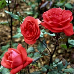 'Piccolo'® Rosa X 'Piccolo'® (Miniaturerose) A-Kvalitet,- Barrods Roser Min. 3 Grene -Tilbud Lys Haven Butik p318 51657 rosa x piccolo miniaturerose c62e