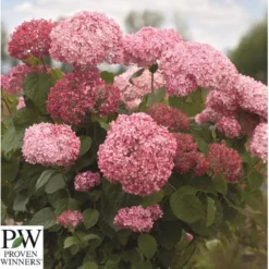 Træagtig Hortensia 'Invinc. Pink Annabelle'' Hydrangea Arb. 'invinc. Pink Annabelle'' Potte 3,0 Liter,- 25-30 Cm. -Tilbud Lys Haven Butik p32083 35997 hydrangea arb invinc pink annabelle 3439