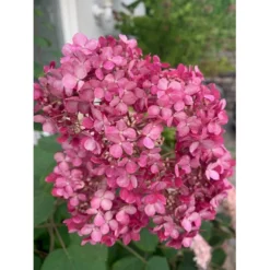 Træagtig Hortensia 'Invinc. Pink Annabelle'' Hydrangea Arb. 'invinc. Pink Annabelle'' Potte 3,0 Liter,- 25-30 Cm. -Tilbud Lys Haven Butik p32083 35998 hydrangea arb invinc pink annabelle 7775