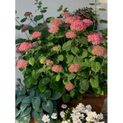 Træagtig Hortensia 'Invinc. Pink Annabelle'' Hydrangea Arb. 'invinc. Pink Annabelle'' Potte 3,0 Liter,- 25-30 Cm. -Tilbud Lys Haven Butik p32083 36000 hydrangea arb invinc pink annabelle 4226