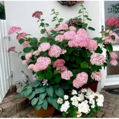 Træagtig Hortensia 'Invinc. Pink Annabelle'' Hydrangea Arb. 'invinc. Pink Annabelle'' Potte 3,0 Liter,- 25-30 Cm. -Tilbud Lys Haven Butik p32083 38907 hydrangea arb invinc pink annabelle 029f