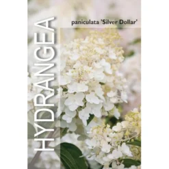Syrén-Hortensia 'Silver Dollar' Hydrangea Paniculata 'Silver Dollar' Potte 3,0 Liter,- 25-30 Cm. -Tilbud Lys Haven Butik p32192 38374 image b532