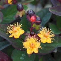 Perikon 'Miracle Night' Hypericum Inodorum 'Miracle Night' 3,5 Liter Potte -Tilbud Lys Haven Butik p32222 47370 hypericum inodorum miracle night 98f2