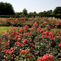 'Riberhus'™ Rosa X 'Riberhus'™ (Buketrose) A-Kvalitet,- Barrods Roser Min. 3 Grene -Tilbud Lys Haven Butik p322 51839 rosa x riberhus buketrose b154