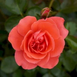 'Riberhus'™ Rosa X 'Riberhus'™ (Buketrose) A-Kvalitet,- Barrods Roser Min. 3 Grene -Tilbud Lys Haven Butik p322 51841 rosa x riberhus buketrose 2315