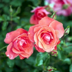 'Riberhus'™ Rosa X 'Riberhus'™ (Buketrose) A-Kvalitet,- Barrods Roser Min. 3 Grene -Tilbud Lys Haven Butik p322 51843 rosa x riberhus buketrose 99b7