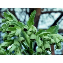 Stinkende Nyserod Helleborus Foetidus 1 Liter Potte