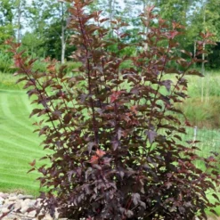 Blærespiræa 'Diable D'Or'® Physocarpus Opulif. 'Diable D'Or'® 5 Liter Potte -Tilbud Lys Haven Butik p32397 47388 physocarpus opulif diable d or 8e81