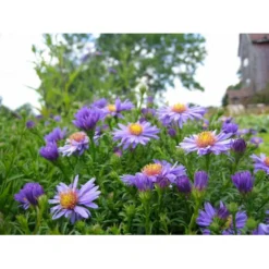 Pudeasters 'Early Blue' Aster Dumosus 'Early Blue' 1 Liter Potte