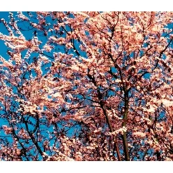 Blodblomme 'Nigra' Prunus Cerasifera 'Nigra' Solitær Busk 150-200 Cm. - Med Klump