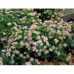 Lyngasters 'Lovely' Aster Vimineus 'Lovely' 1 Liter Potte