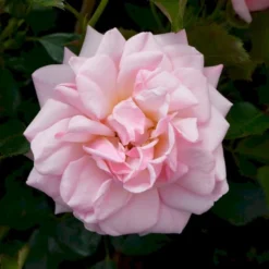 'Rosenborg'™ Rosa X 'Rosenborg'™ (Slotsrose) A-Kvalitet,- Barrods Roser Min. 3 Grene