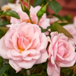 'Rosenborg'™ Rosa X 'Rosenborg'™ (Slotsrose) A-Kvalitet,- Barrods Roser Min. 3 Grene -Tilbud Lys Haven Butik p326 51845 rosa x rosenborg slotsrose dada