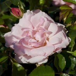 'Rosenborg'™ Rosa X 'Rosenborg'™ (Slotsrose) A-Kvalitet,- Barrods Roser Min. 3 Grene -Tilbud Lys Haven Butik p326 51846 rosa x rosenborg slotsrose 63da