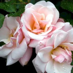'Rosenborg'™ Rosa X 'Rosenborg'™ (Slotsrose) A-Kvalitet,- Barrods Roser Min. 3 Grene -Tilbud Lys Haven Butik p326 51847 rosa x rosenborg slotsrose 4923
