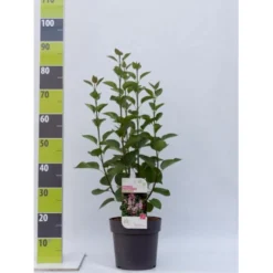 Preston Syrén 'Redwine' Syringa Prestoniae 'Redwine' Potte 4,0 Liter,- 50-60 Cm.