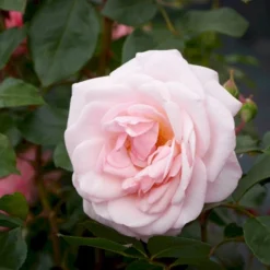 'Rosendal'™ Rosa X 'Rosendal'™ (Buketrose) A-Kvalitet,- Barrods Roser Min. 3 Grene -Tilbud Lys Haven Butik p327 51689 rosa x rosendal buketrose d18d