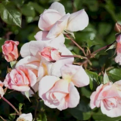 'Rosendal'™ Rosa X 'Rosendal'™ (Buketrose) A-Kvalitet,- Barrods Roser Min. 3 Grene -Tilbud Lys Haven Butik p327 51691 rosa x rosendal buketrose cf4a