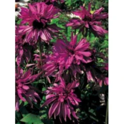 Solhat 'Doubledecker' Echinacea Purpurea 'Doubledecker' 1 Liter Potte