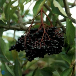 Storfrugtet Hyld 'Haschberg' Sambucus Nigra 'Haschberg' 5 Liter Potte
