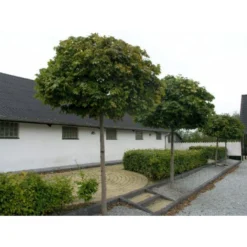 Kugleløn / Kugleahorn Acer Platanoides 'Globosum' Opstammet 180 Cm. 15 Liter Potte,- 2 års Krone