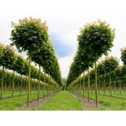 Kugleløn / Kugleahorn Acer Platanoides 'Globosum' Opstammet 180 Cm. 15 Liter Potte,- 2 års Krone -Tilbud Lys Haven Butik p32 8142 acer platanoides globosum 450d