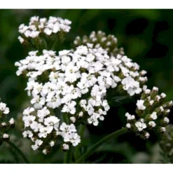 Almindelig Røllike Achillea Millefolium 1 Liter Potte