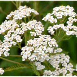 Almindelig Røllike Achillea Millefolium 1 Liter Potte -Tilbud Lys Haven Butik p33025 39767 achillea millefolium 4e43