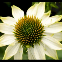 Purpursolhat 'Pow Wow - White' Echinacea Purpurea 'Pow Wow - White' Potte 2 Liter.